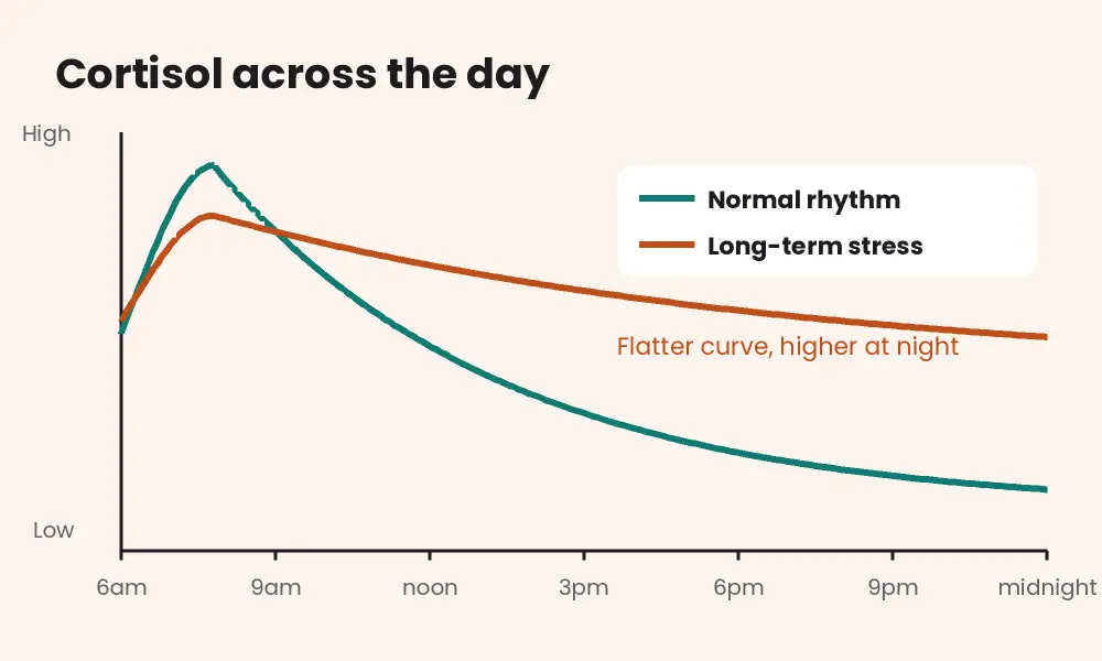 Line chart comparing a normal cortisol rhythm, high in the morning and low at night, with a flatter curve that stays higher at night under long-term stress