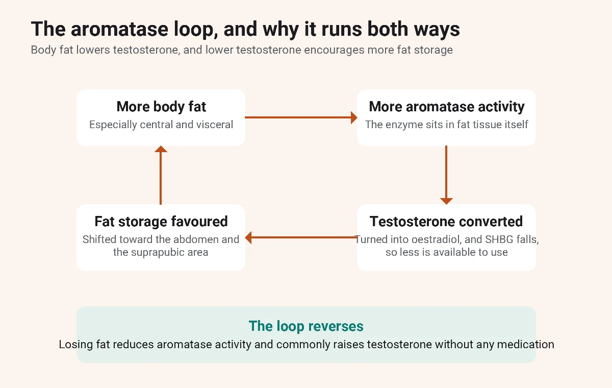 Diagram of the aromatase feedback loop: more body fat raises aromatase activity, testosterone converts to oestradiol, and fat storage shifts to the abdomen