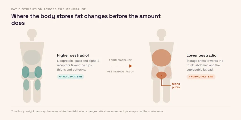 Diagram comparing gynoid fat storage at higher oestradiol with android storage after the menopause, highlighting the mons pubis