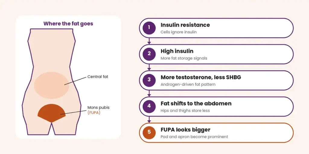 Diagram showing how insulin resistance, high insulin and raised testosterone shift fat towards the abdomen and mons pubis in PCOS