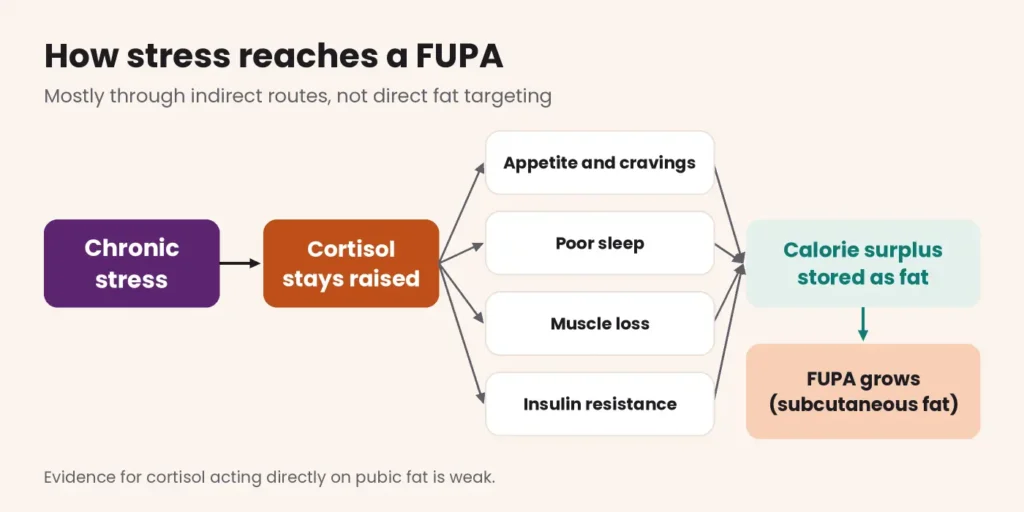 Diagram showing chronic stress raising cortisol, which works through appetite, poor sleep, muscle loss and insulin resistance to create a calorie surplus that can enlarge a FUPA