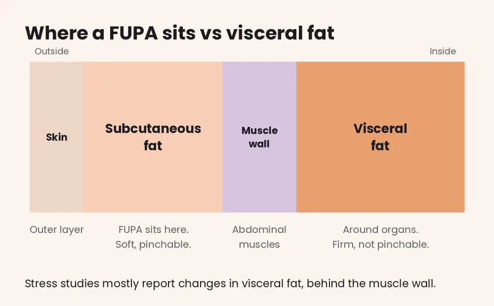 Cross-section of abdominal layers from skin to subcutaneous fat, where a FUPA sits, then the muscle wall and visceral fat around the organs