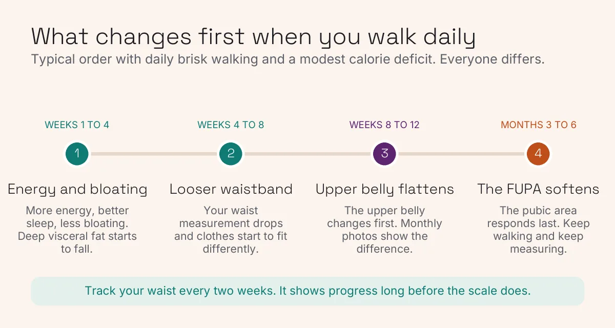Timeline showing what changes first with daily walking, from less bloating to a looser waistband, then a softer FUPA at three to six months