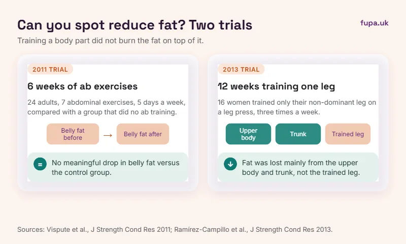 Diagram of two spot reduction studies: six weeks of ab exercises did not reduce belly fat, and twelve weeks of training one leg removed fat mainly from the upper body and trunk