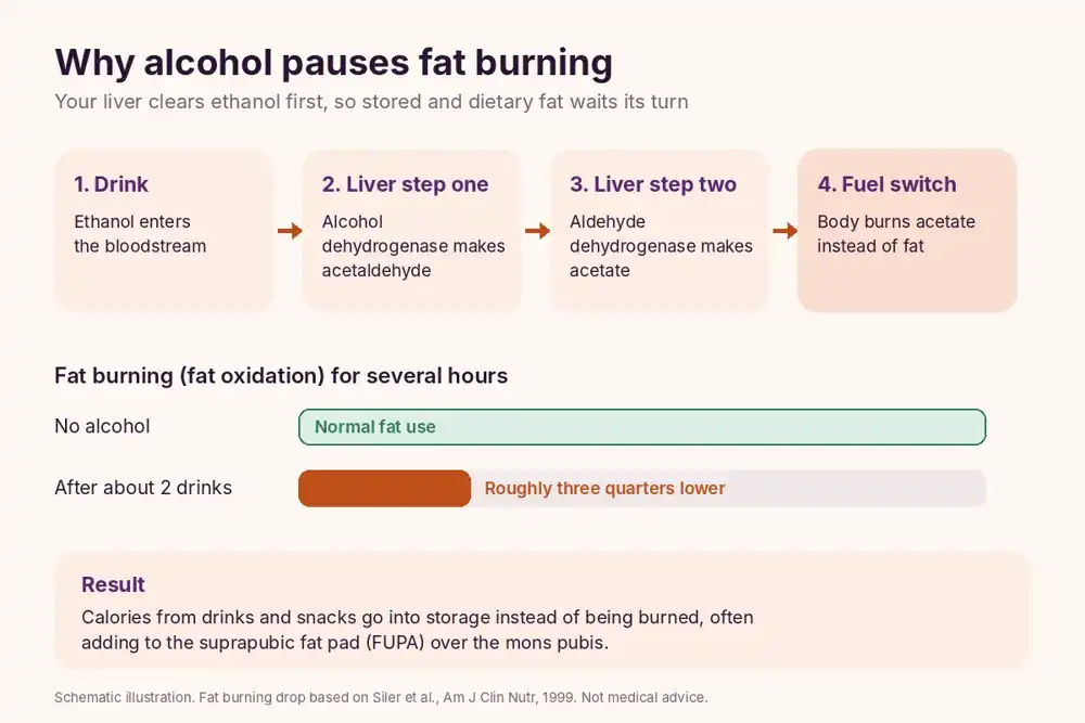 Diagram showing the liver converting ethanol to acetaldehyde and acetate, pausing fat burning so calories are stored in the FUPA