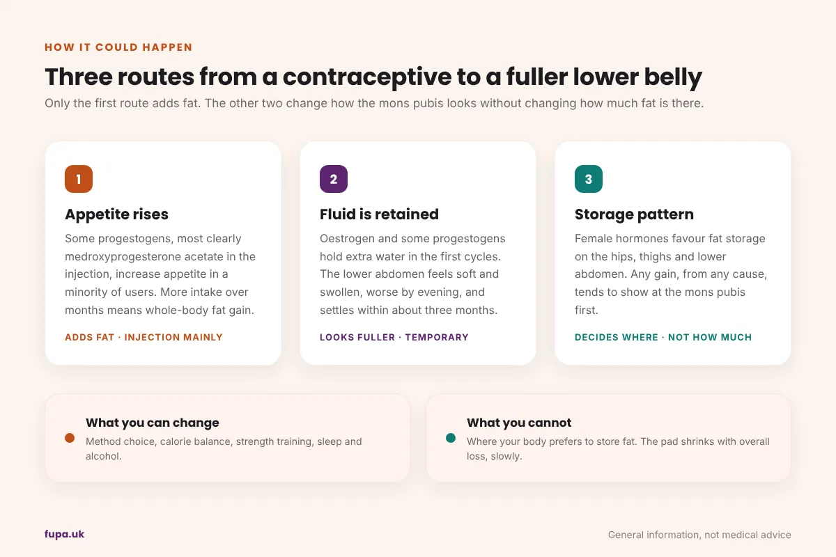 Diagram showing three routes by which hormonal contraception could make a FUPA look larger: increased appetite leading to whole-body fat gain, fluid retention and bloating, and oestrogen-driven lower-body fat storage