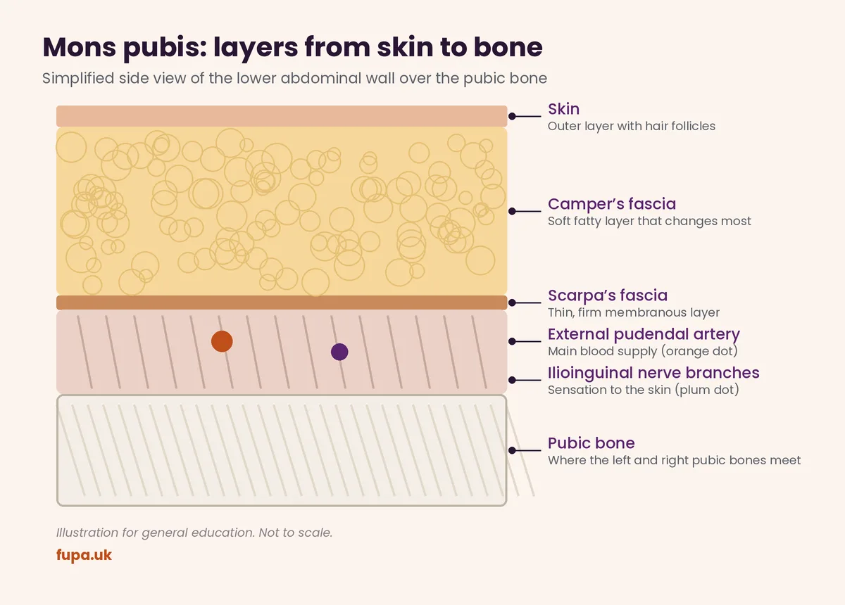 Side cross-section diagram of mons pubis anatomy showing skin, Camper's fascia, Scarpa's fascia and the pubic bone