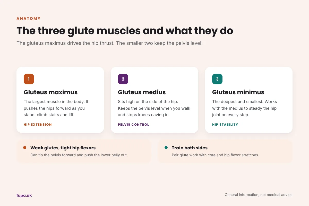 Diagram card explaining the gluteus maximus, gluteus medius and gluteus minimus and the job each muscle does around the hip and pelvis