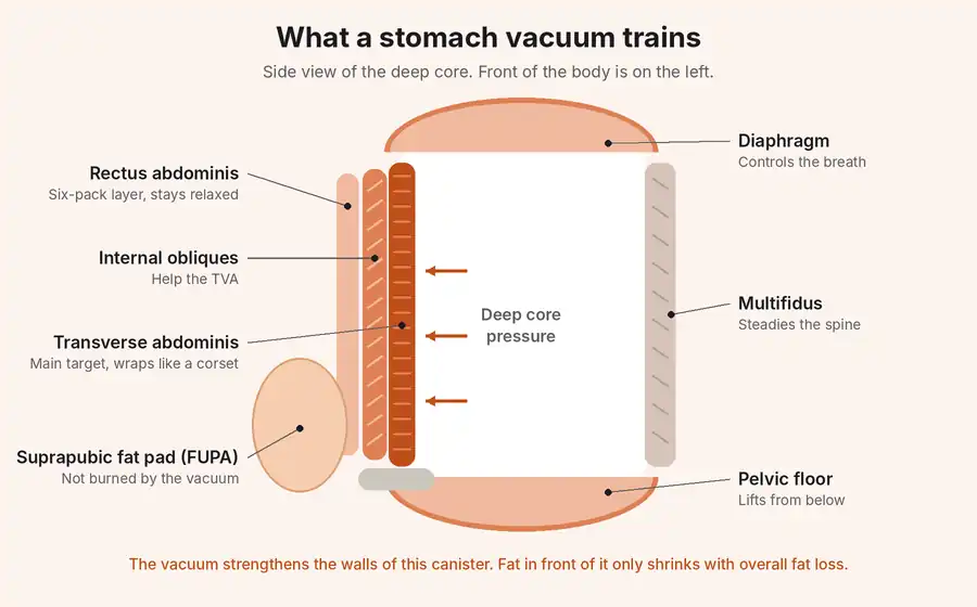 Diagram of the transverse abdominis, rectus abdominis and pelvic floor beneath the suprapubic fat pad