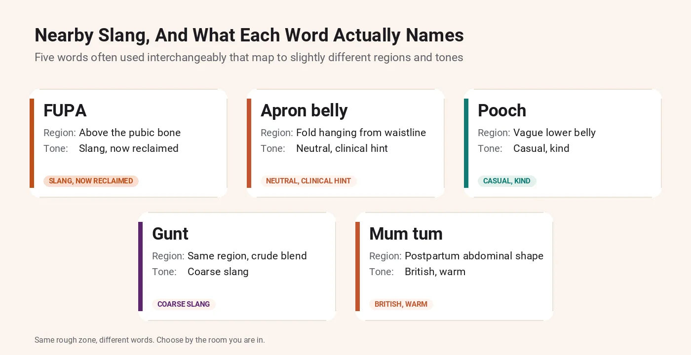 Nearby slang words for FUPA compared: apron belly, pooch, gunt, mum tum