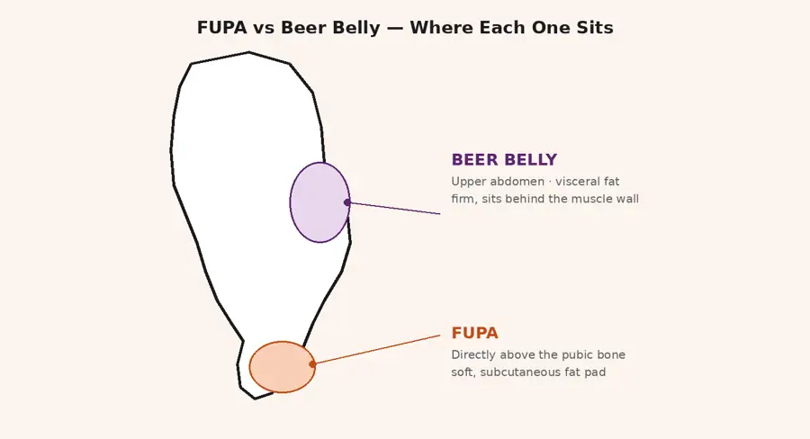 Side-profile diagram showing a beer belly in the upper abdomen and a FUPA above the pubic bone
