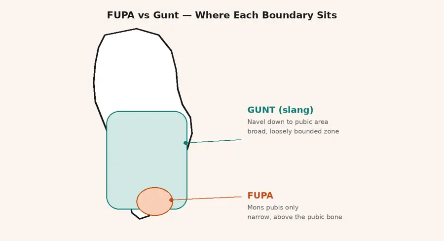 Diagram showing gunt as a broad zone from navel to pubic area versus FUPA as the narrow area above the pubic bone